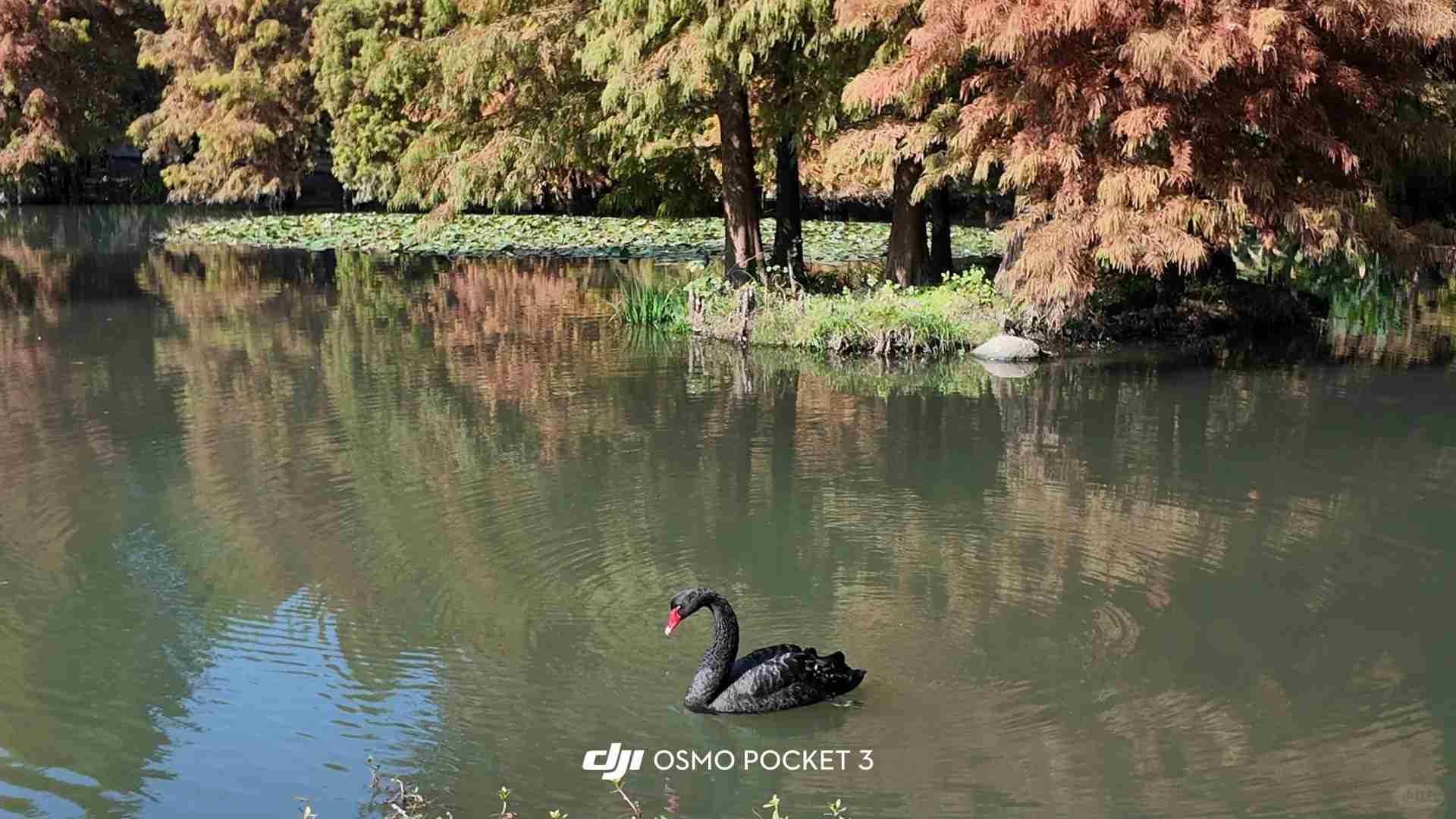 DJI Pocket 3 Experience: A Female College Student's Vlog Journey