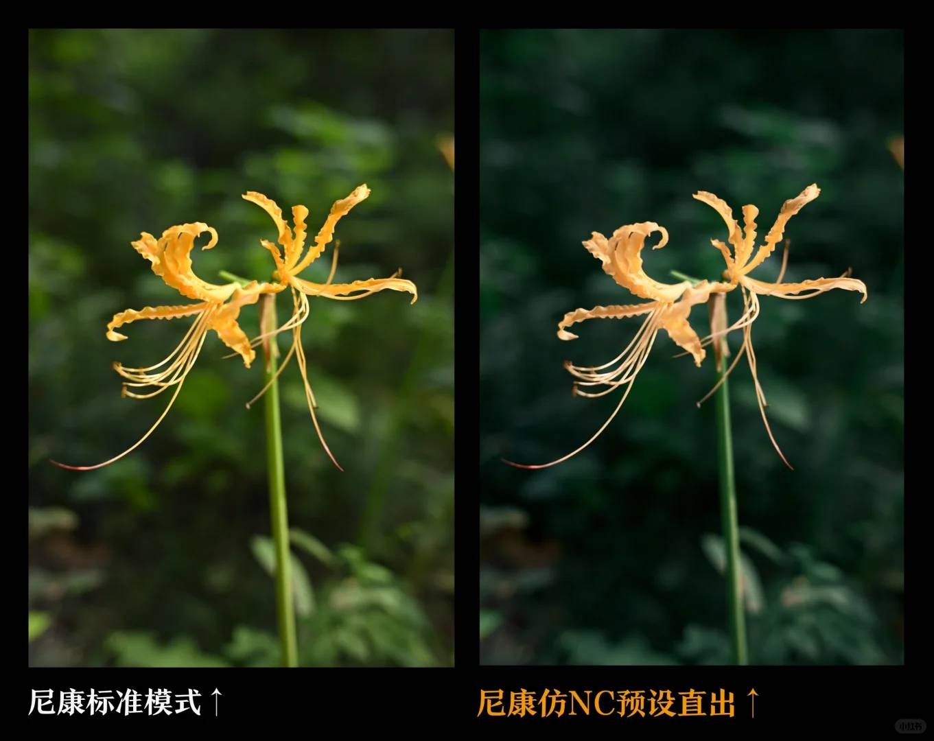 Nikon ZF vs Fuji Full-Frame Cameras: Today's Official Release Comparison