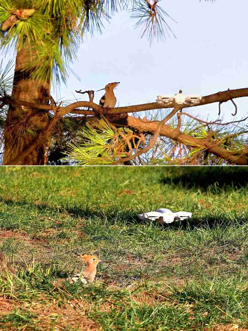 لماذا أندم على شراء DJI Neo: مراجعة تجربة المستخدم الحقيقية