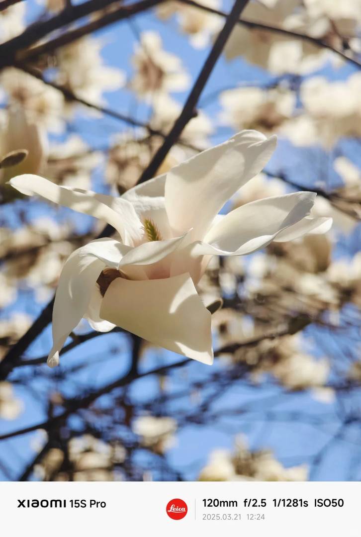 Xiaomi 15S Pro Camera Review: Stunning Casual Shots & User Experience
