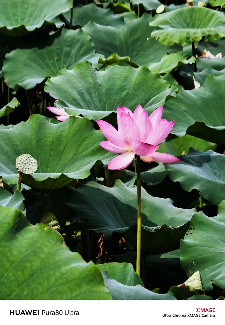 Huawei Pura 80 Ultra Dual Telephoto Camera Sample Photos & Review